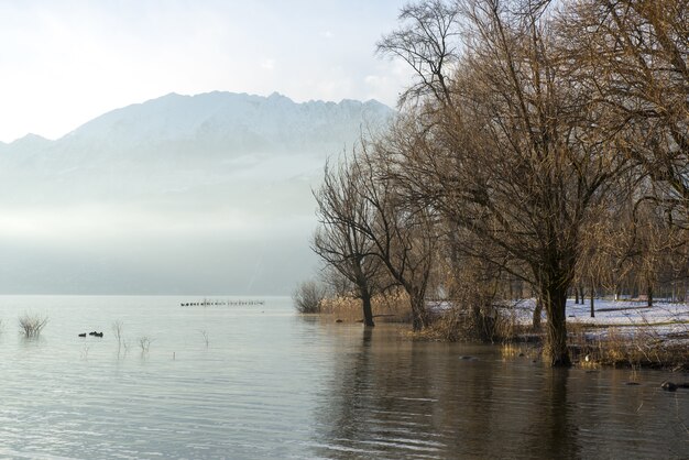 Scenic lago nebbioso con alberi spogli