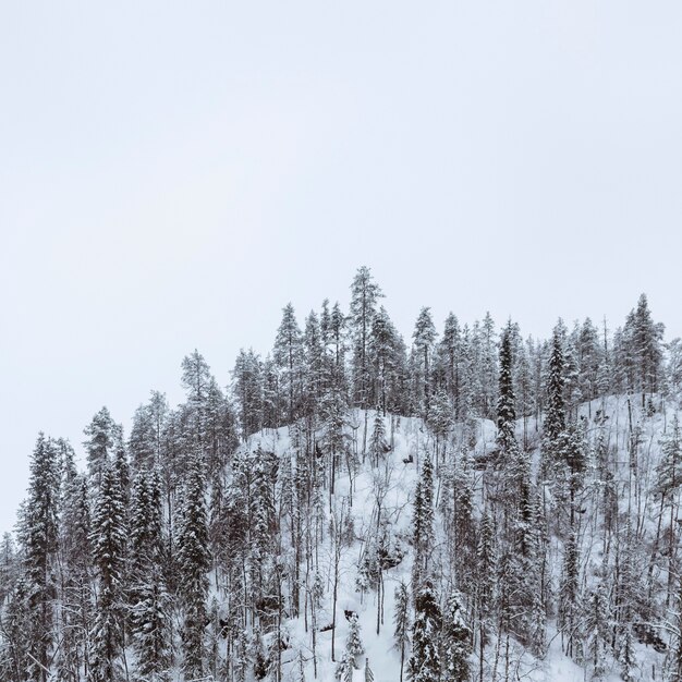 Scenic pineta ricoperta di neve a Oulanka National Park, Finlandia