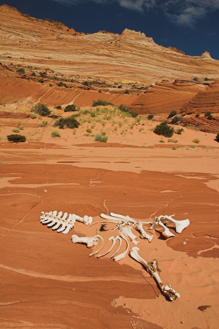 Foto gratuito scheletro animale sulla sabbia nella formazione rocciosa dell'arenaria dell'onda in arizona, usa