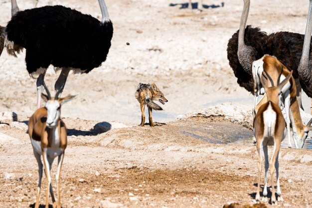 Sciacallo col dorso nero che osserva alcune prede waterhole, Okaukuejo, parco nazionale di Etosha, Namibia