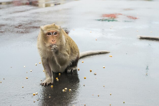 Scimmia di macaco che sgranocchia sui semi del cereale in Cambogia