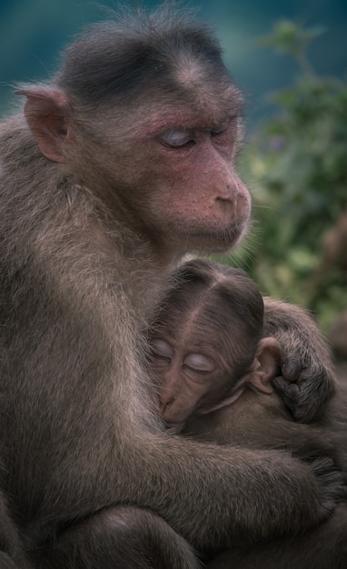 scimmia femmina che abbraccia il suo bambino