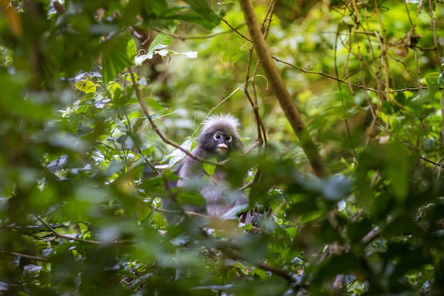 Scimmia grigia che si siede sul ramo di un albero