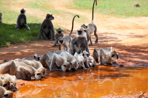 Scimmia in Sri Lanka