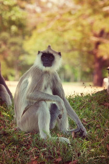 Scimmia in Sri Lanka