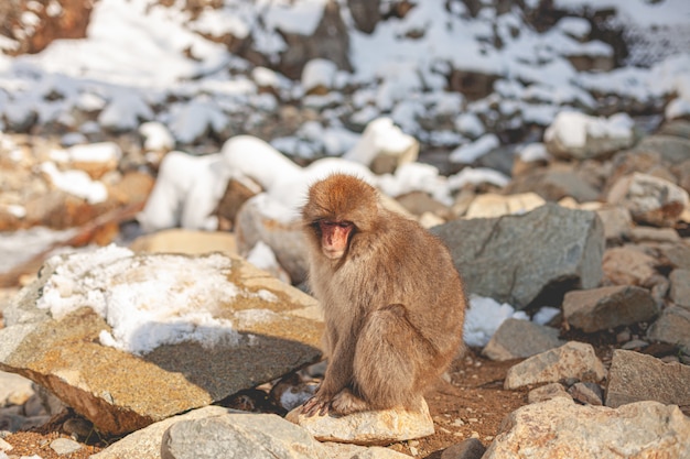 Scimmia macaco in piedi su una roccia mentre guarda verso il basso