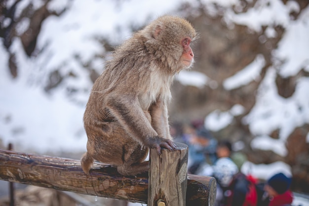 Scimmia macaco in piedi su una staccionata in legno