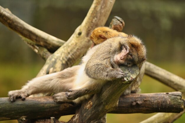 Scimmia macaco nella natura cercando habitat Cura della famiglia Macaca sylvanus