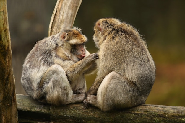 Scimmia macaco nella natura cercando habitat Cura della famiglia Macaca sylvanus