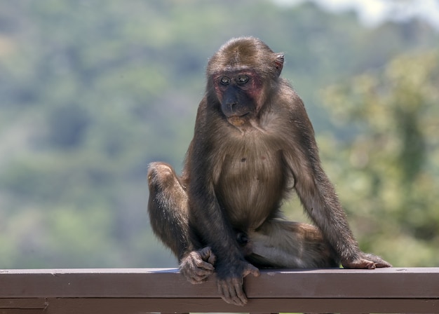 Scimmia marrone nel suo habitat naturale