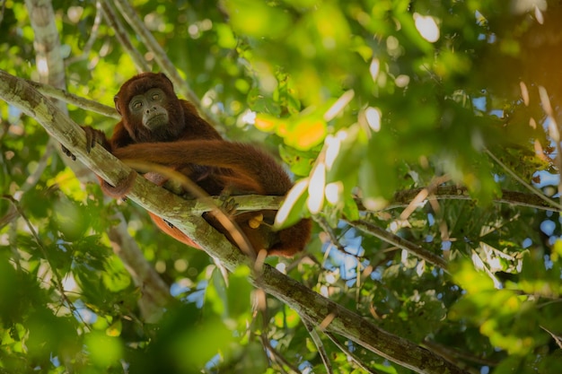 Scimmia urlatrice su un albero nella natura