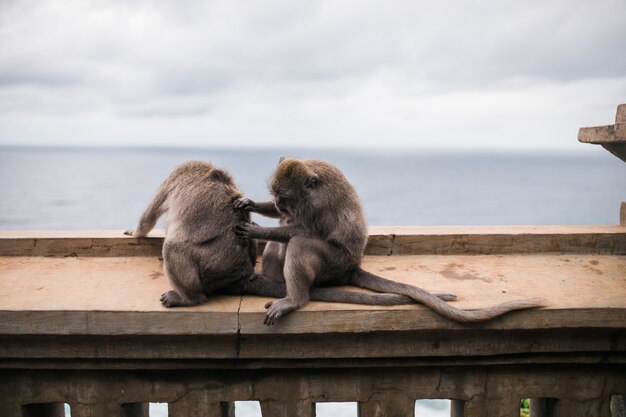 Scimmie al tempio di Uluwatu sull'isola di Bali, Indonesia
