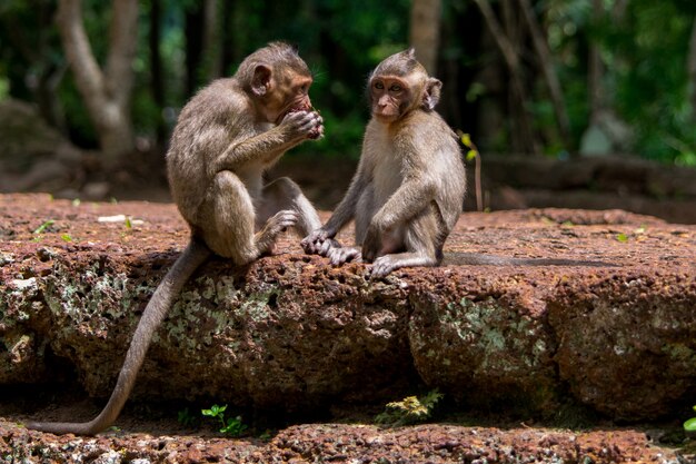 Scimmie di macaco del bambino che dividono alimento in Cambogia