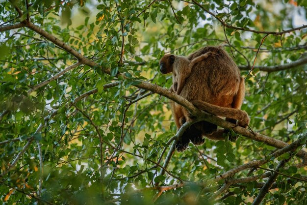 Scimmie urlatrici davvero in alto su un albero gigante nella giungla brasiliana