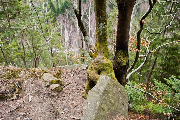 Scogliera rocciosa nella foresta verde delle montagne dei Carpazi