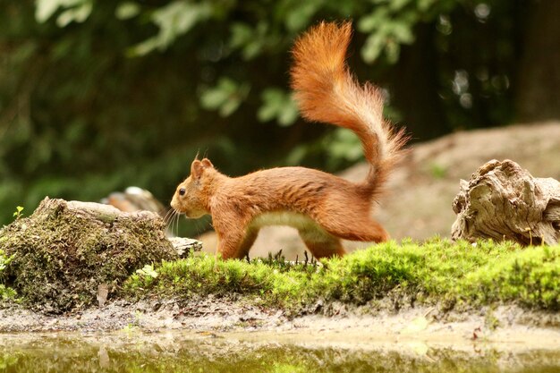 Scoiattolo carino in cerca di cibo in una foresta