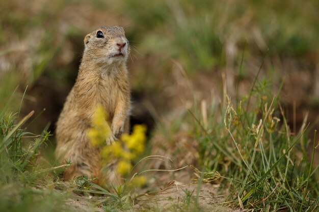 Scoiattolo di terra comune sul prato fiorito europeo suslik spermophilus citellus