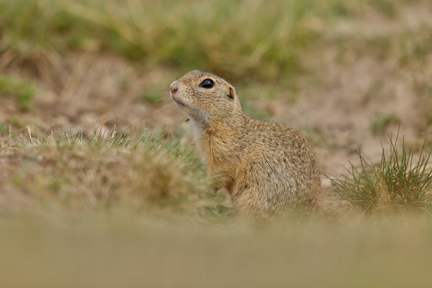 Scoiattolo di terra comune sul prato fiorito europeo suslik spermophilus citellus