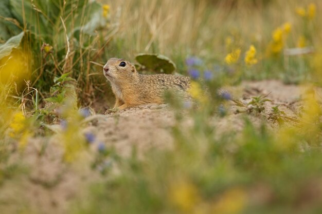 Scoiattolo di terra comune sul prato fiorito europeo suslik spermophilus citellus