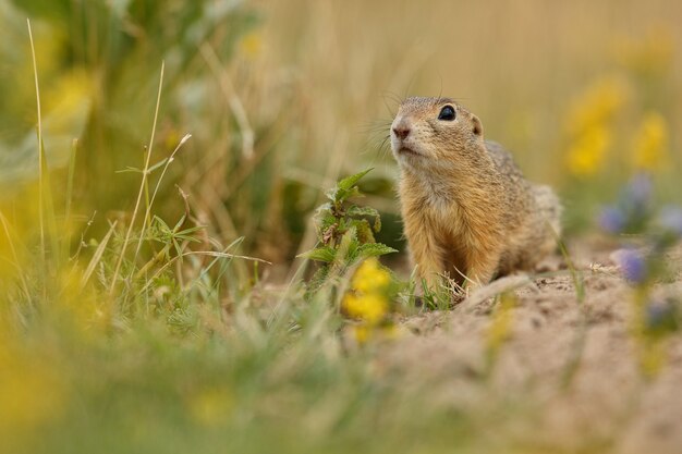 Scoiattolo di terra comune sul prato fiorito europeo suslik spermophilus citellus