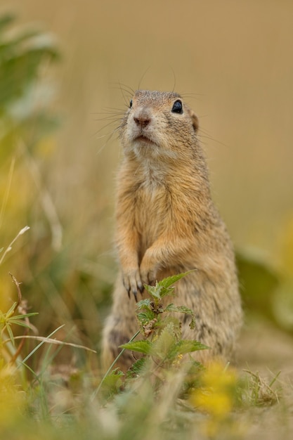 Scoiattolo di terra comune sul prato fiorito europeo suslik spermophilus citellus