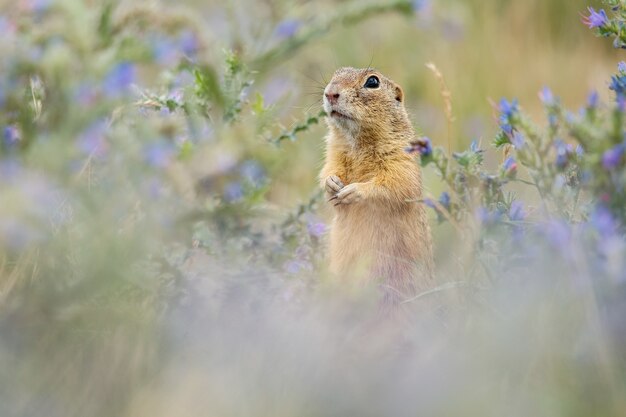 Scoiattolo di terra comune sul prato fiorito europeo suslik spermophilus citellus