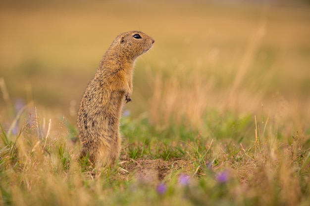 Scoiattolo di terra comune sul prato fiorito. Suslik europeo. Spermophilus citellus. Animale selvatico nell'habitat naturale. Piccolo parco nel mezzo della città frenetica.