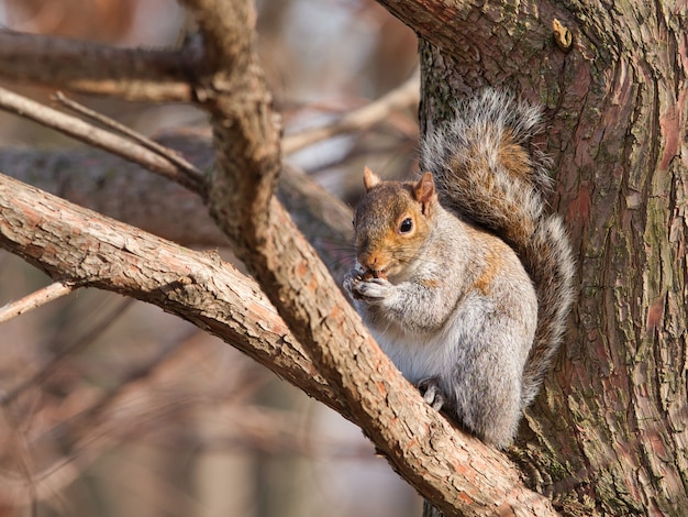 Scoiattolo grigio orientale che si siede su un ramo di albero che mangia i dadi