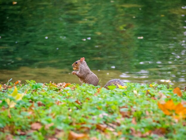 Scoiattolo orientale grigio sveglio che cammina vicino all'erba verde in riva al lago durante il giorno