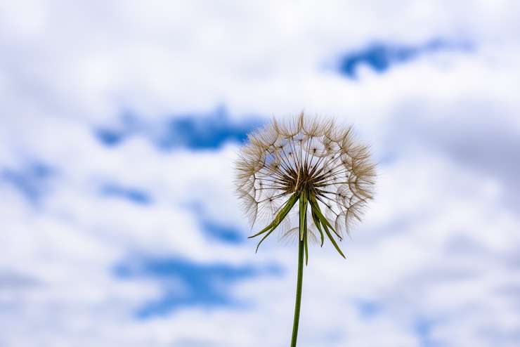 Foto gratuito scorzonera sotto il cielo