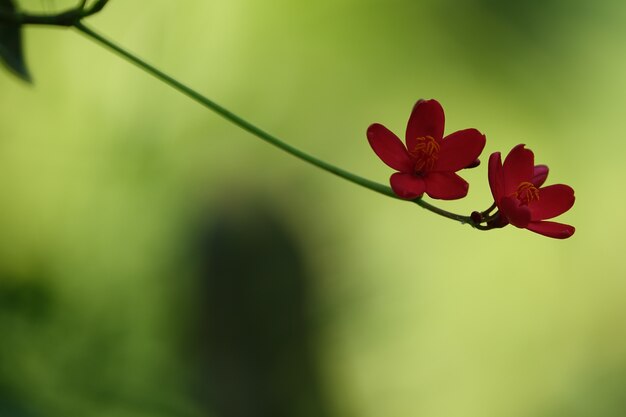 Scuro fiore rosso