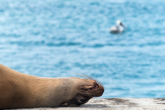 Sea Lion dormire su un molo sul mare nelle Isole Galapagos, Ecuador