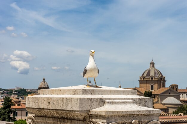 Seagull arroccato di fronte a un edificio a Roma, Italia