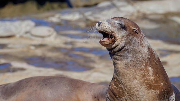 Seal sulla riva dell'oceano