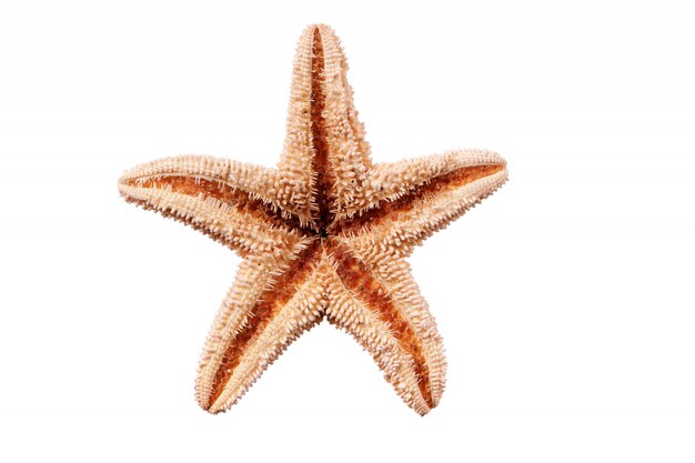 Seastar del piccolo pesce della stella isolato su fondo bianco