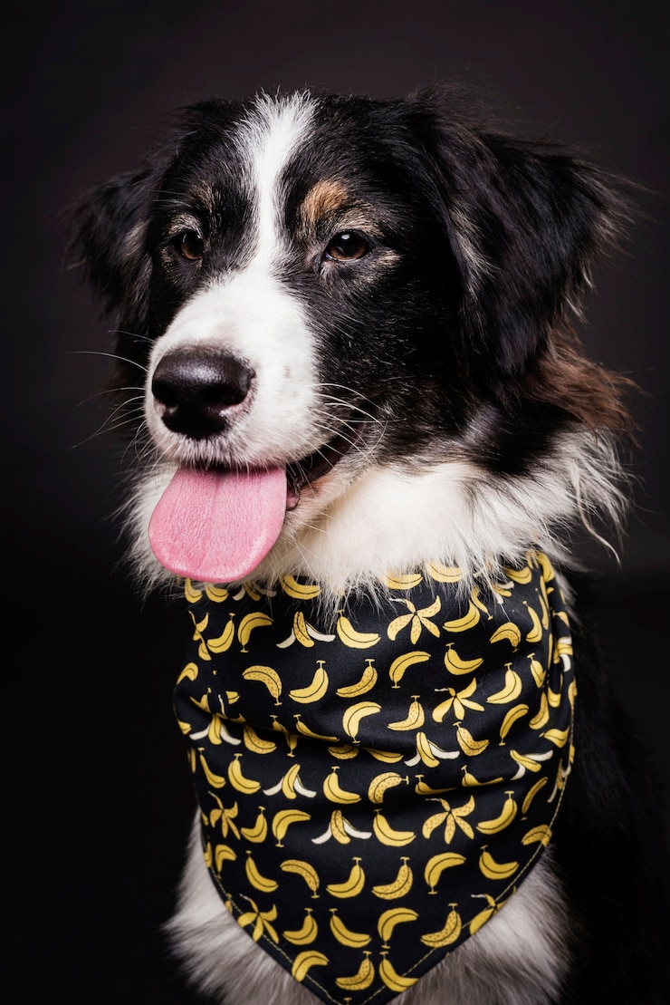 Foto gratuito seduta di cane carino vista frontale