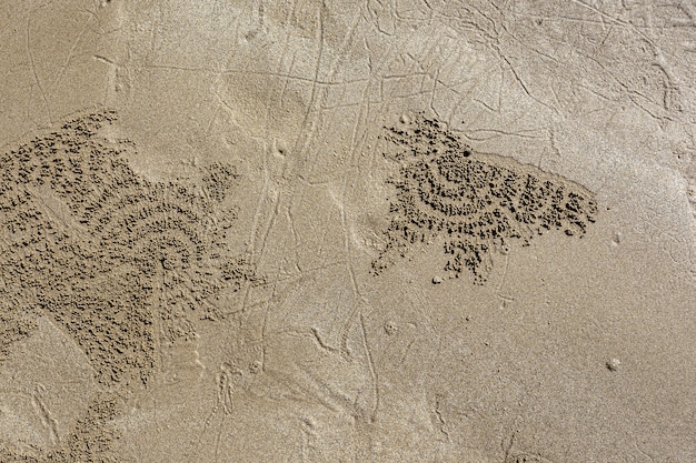 Segni di granchio lasciati sulla spiaggia di sabbia