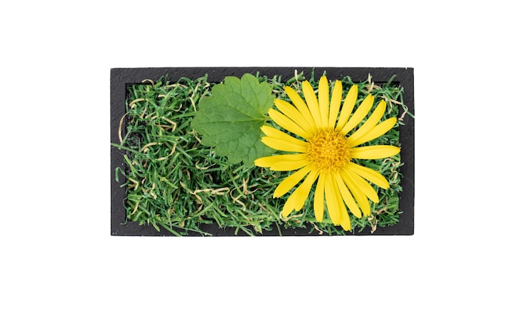 Foto gratuito segno di meno fatto di erba verde e fiore isolato