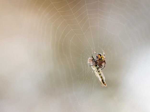 Selettivo di un ragno che mangia un insetto catturato nella sua tela