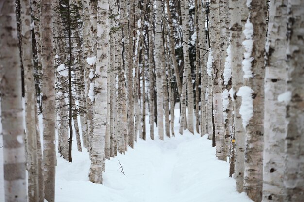 Sentiero circondato da alberi coperti di neve a Hokkaido in Giappone