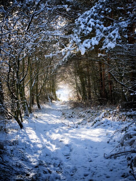 Sentiero coperto di neve e circondato da alberi nel parco