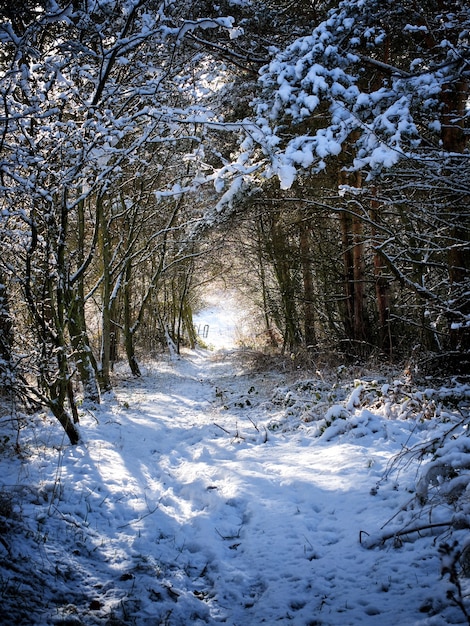 Sentiero coperto di neve e circondato da alberi nel parco