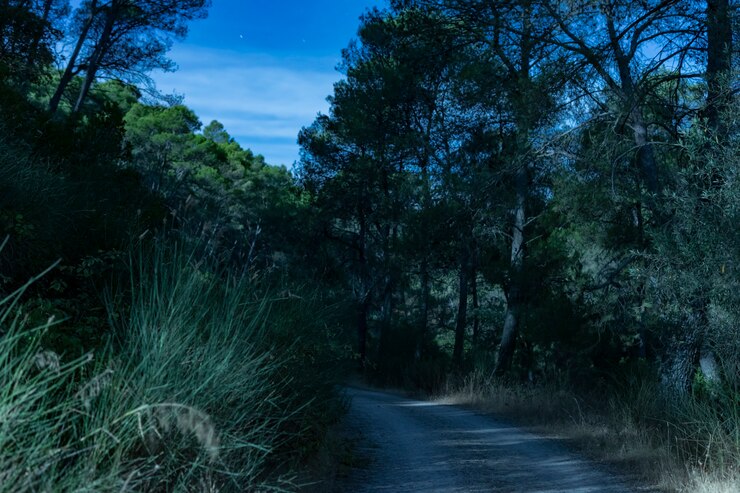 Foto gratuito sentiero forestale di lunga esposizione nella notte