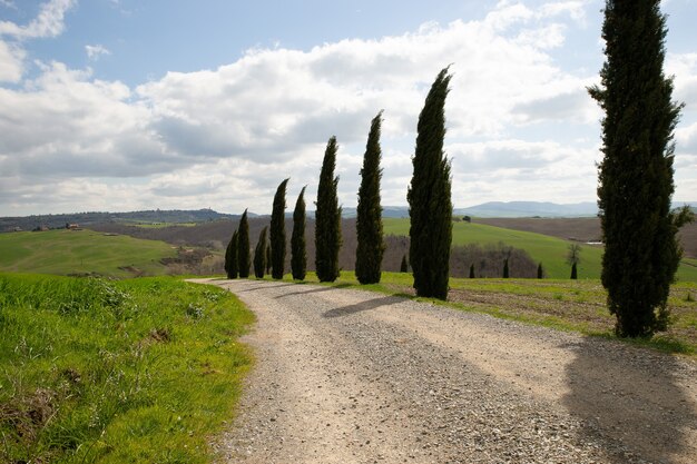 Sentiero in mezzo a campi erbosi e alberi con un cielo nuvoloso blu