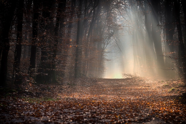 Sentiero in un bosco coperto di foglie circondato da alberi sotto la luce del sole in autunno