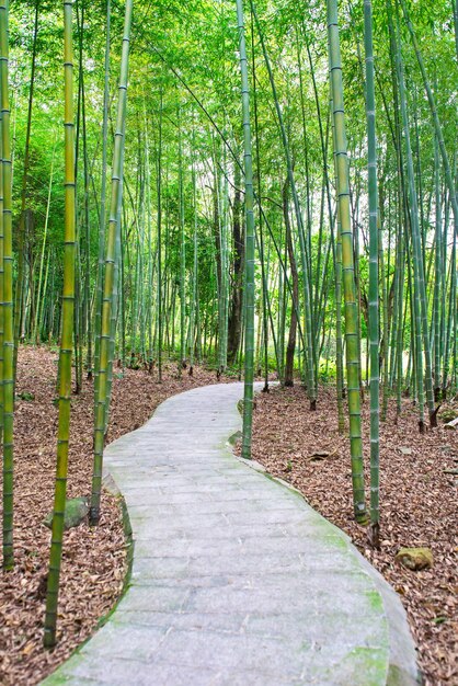 Sentiero in un bosco di bambù