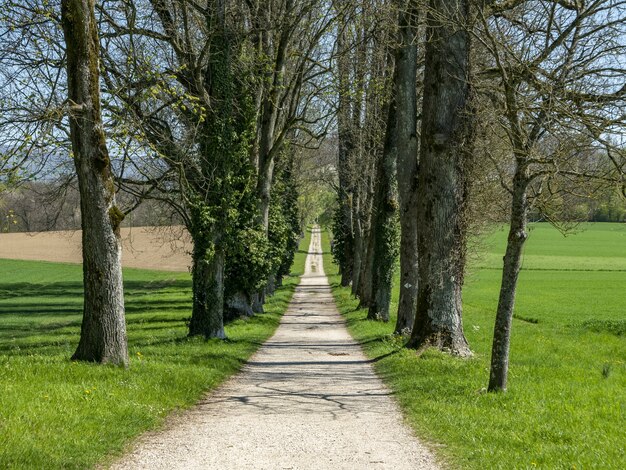 Sentiero nel mezzo del parco circondato da alti alberi