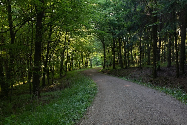 Sentiero nel mezzo di una foresta con alberi verdi in Eifel, Germania