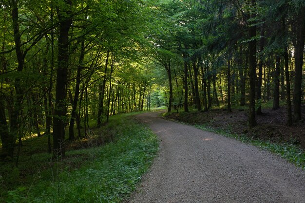 Sentiero nel mezzo di una foresta con alberi verdi in Eifel, Germania