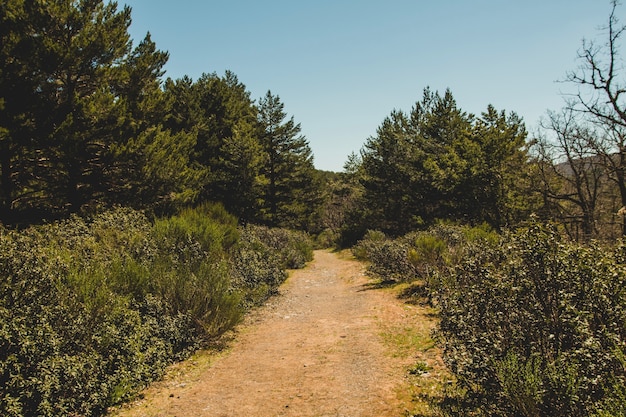 Sentiero soleggiato in campagna